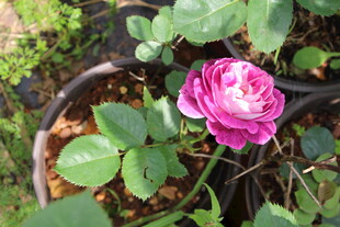 月季花
