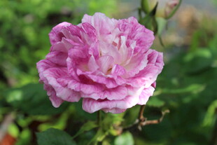 月季花