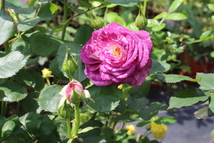 月季花