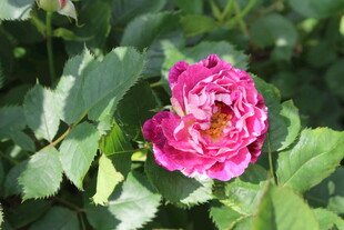 月季花