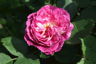 月季花