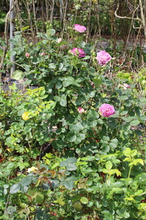 月季花