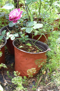月季花