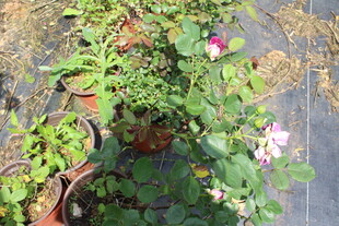 月季花