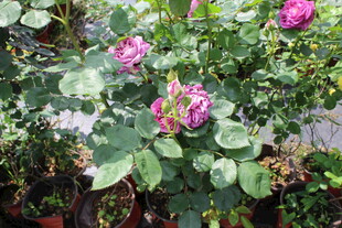 月季花