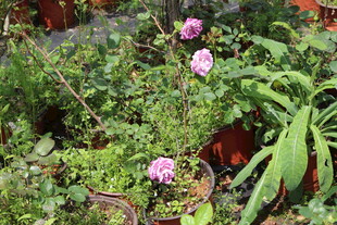 月季花