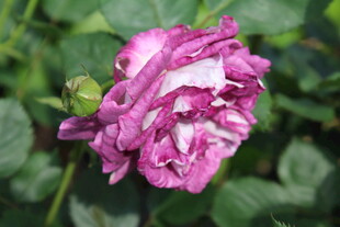 月季花