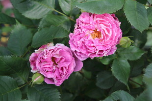 月季花