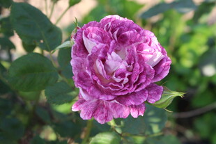 月季花