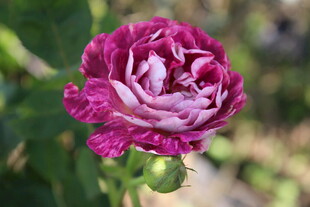 月季花