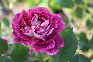 月季花