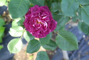 月季花
