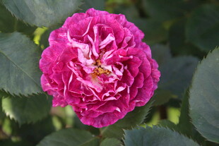 月季花