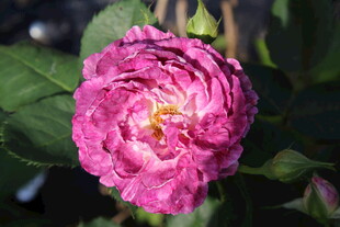 月季花