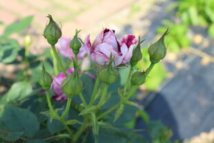 月季花