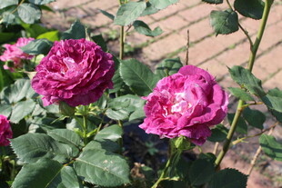 月季花