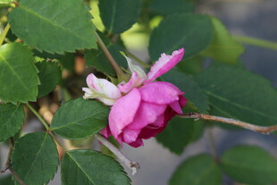 月季花