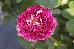月季花