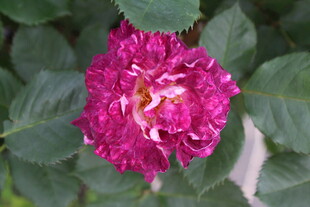 月季花