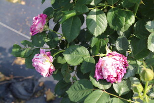 月季花