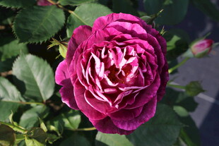 月季花