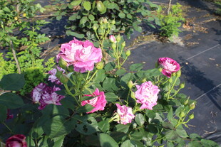 月季花