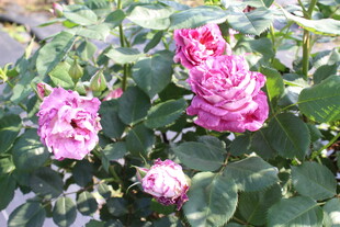 月季花