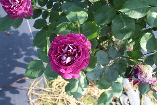 月季花