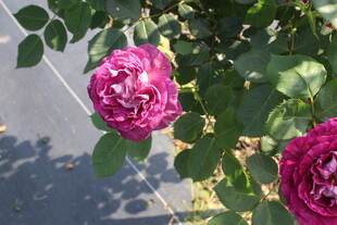 月季花