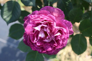 月季花