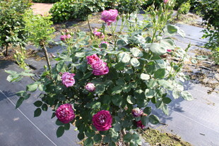 月季花