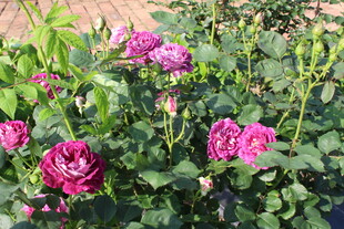 月季花