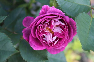 月季花