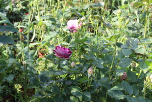 月季花