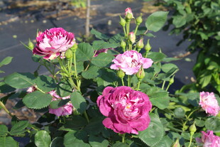 月季花
