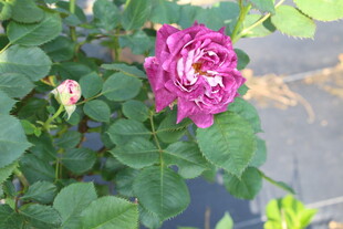 月季花