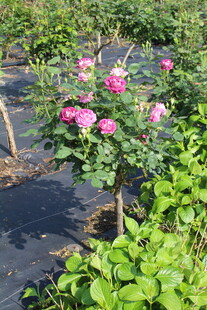 月季花