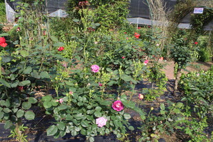 月季花