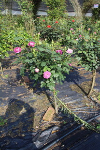 月季花