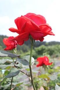 红色月季花