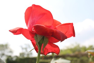 红色月季花