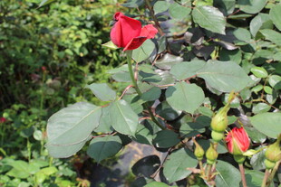 红色月季花