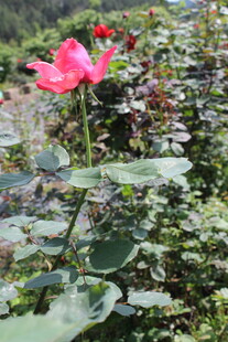 红色月季花