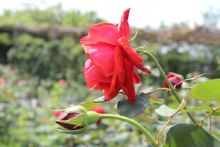 红色月季花