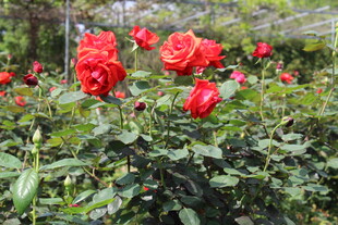红色月季花