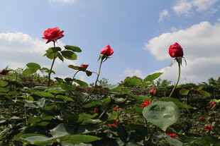 红色月季花