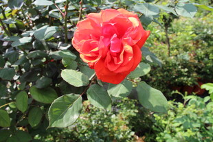 红色月季花