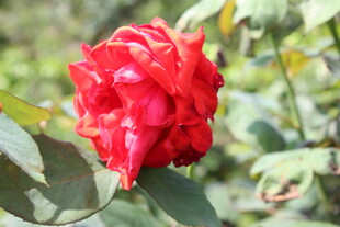 红色月季花