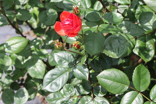 红色月季花