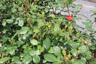 红色月季花